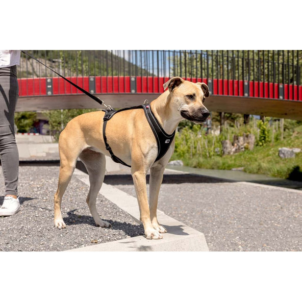 Curli postroj pro psy Belka Comfort Black L 25–33 kg