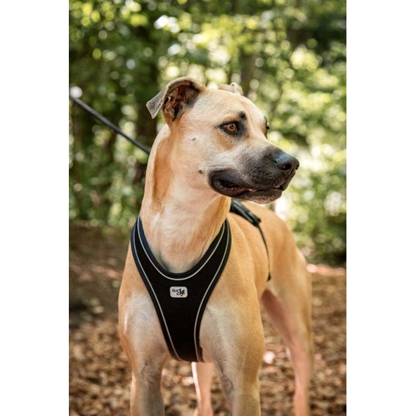 Curli postroj pro psy Belka Comfort Black L 25–33 kg