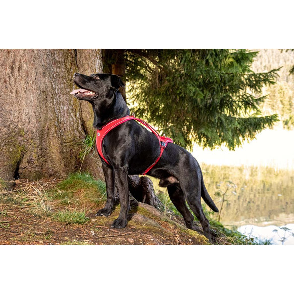 Curli postroj pro psy Belka Comfort Brown XL 30-45 kg