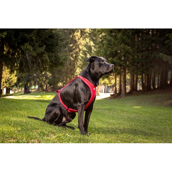 Curli postroj pro psy Belka Comfort Brown XL 30-45 kg
