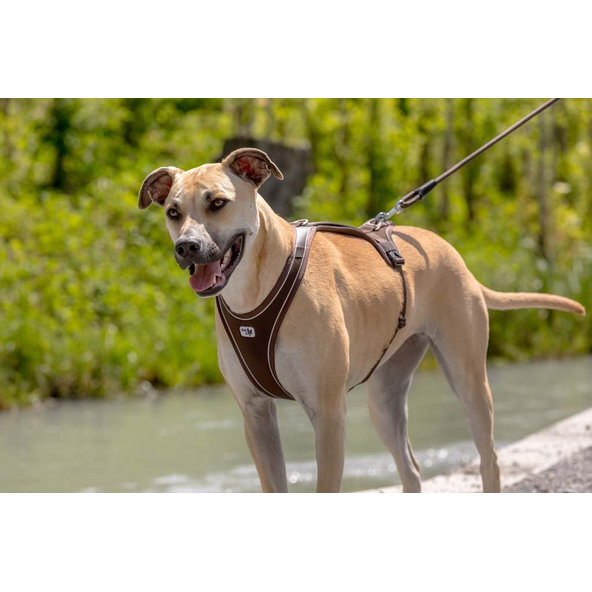 Curli postroj pro psy Belka Comfort Brown XS 15-20 kg