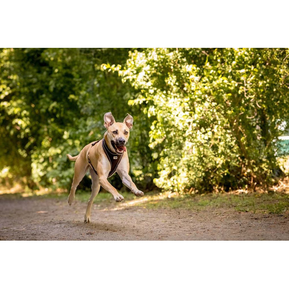 Curli postroj pro psy Belka Comfort Brown XS 15-20 kg