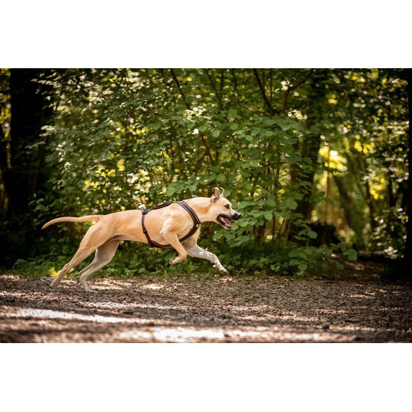 Curli postroj pro psy Belka Comfort Brown XS 15-20 kg