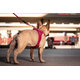 Curli postroj pro psy se sponou Air-Mesh Red XL 12-18 kg