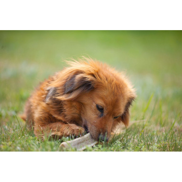 Explorer Dog tvrdý žvýkací jelení paroh M
