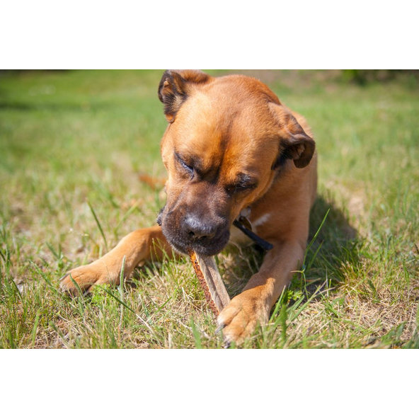 Explorer Dog měkký žvýkací jelení paroh XL