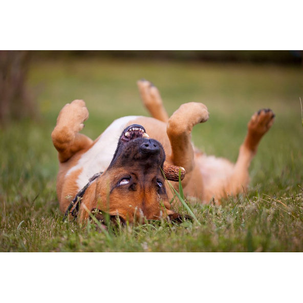 Calibra Explorer Dog tvrdý žvýkací jelení paroh XL