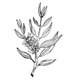 Alteya 100% BIO tea tree olej 10 ml