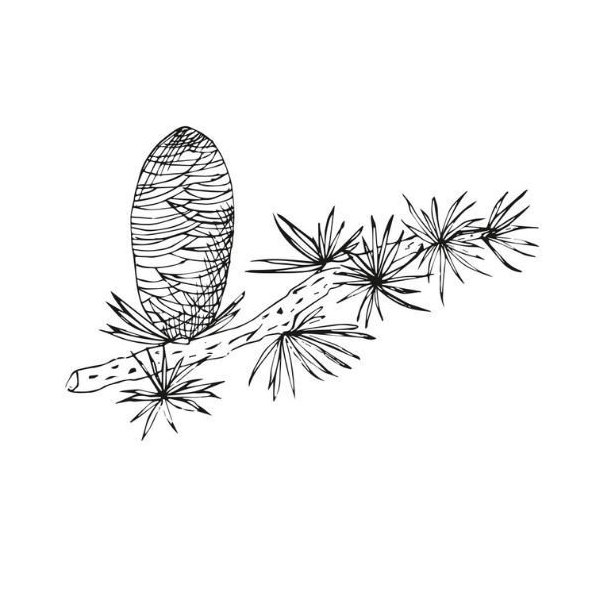 Alteya Organics 100% BIO cedrový olej 5 ml