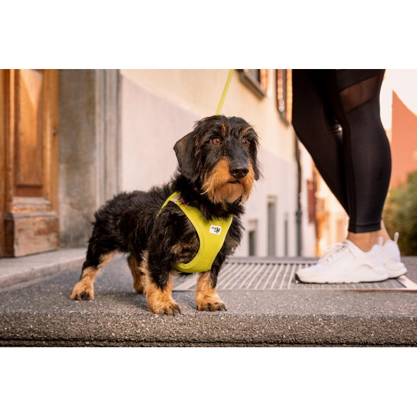 Curli postroj pro psy se sponou Air-Mesh Lime L 8-13 kg