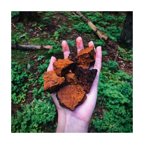 Hrotlife Chaga tinktura 100 ml