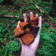 Hrotlife Chaga tinktura 100 ml