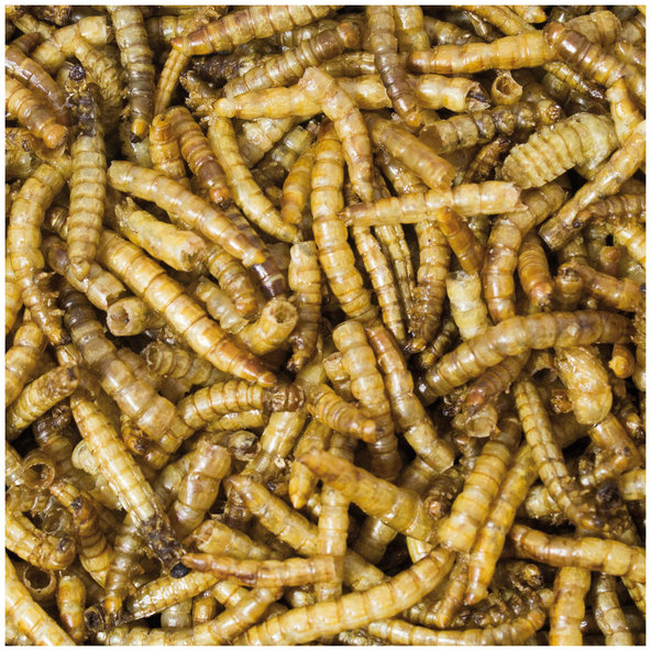 JR FARM sušení mouční červi v dóze 70 g