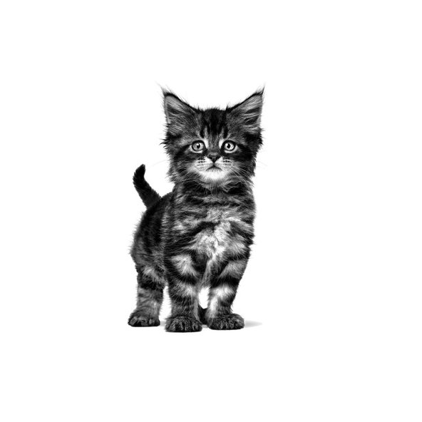 Royal Canin Gastrointestinal Kitten granule pro koťata s gastrointestinálními obtížemi 400 g