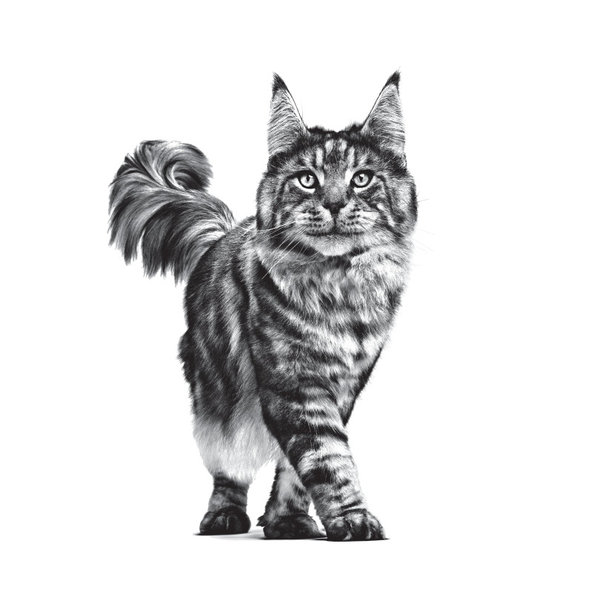 Royal Canin Renal Fish in Gravy kapsičky v omáčce pro kočky na podporu funkce ledvin 12×85 g