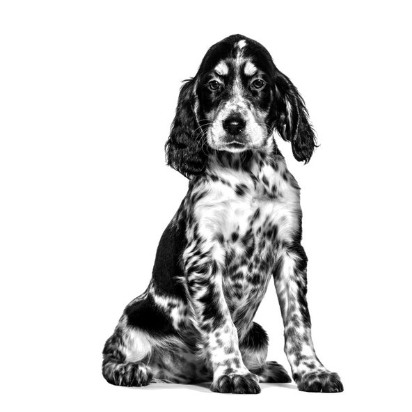 Royal Canin Hypoallergenic Puppy granule pro štěňata s potravinovými alergiemi 14 kg
