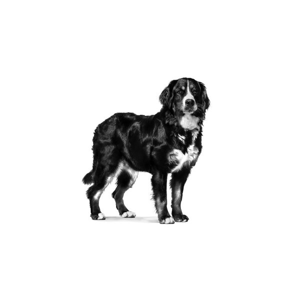 Royal Canin Mature Consult Large Dog granule pro stárnoucí velké psy 14 kg