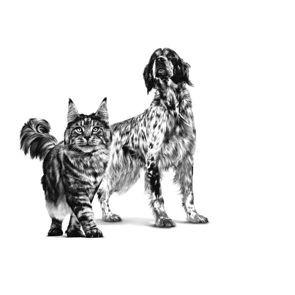 Royal Canin Recovery konzerva pro psy a kočky na podporu rekonvalescence 195 g