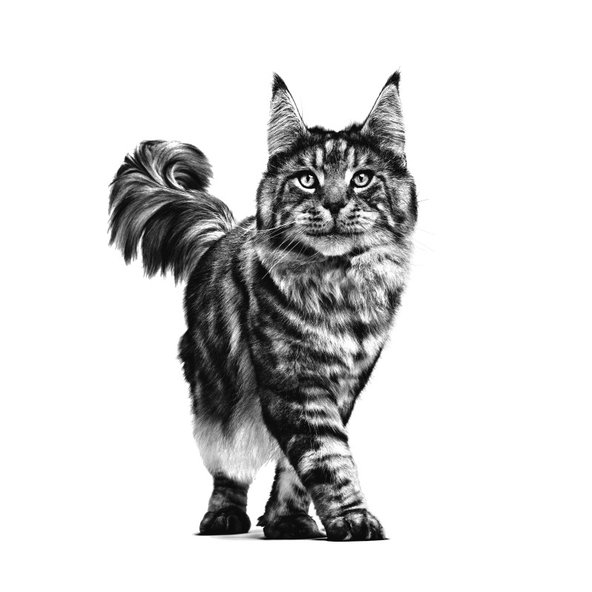 Royal Canin Gastrointestinal Fibre Response kapsičky pro dospělé kočky s vyšším obsahem vlákniny 12×85 g