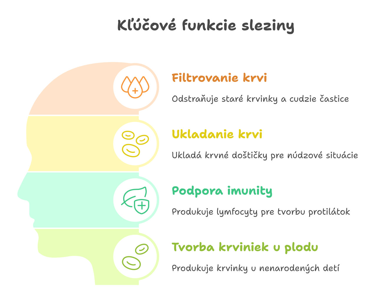  Význam a funkcia sleziny