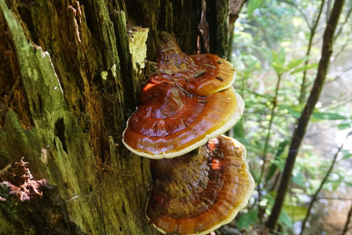  čo je to reishi