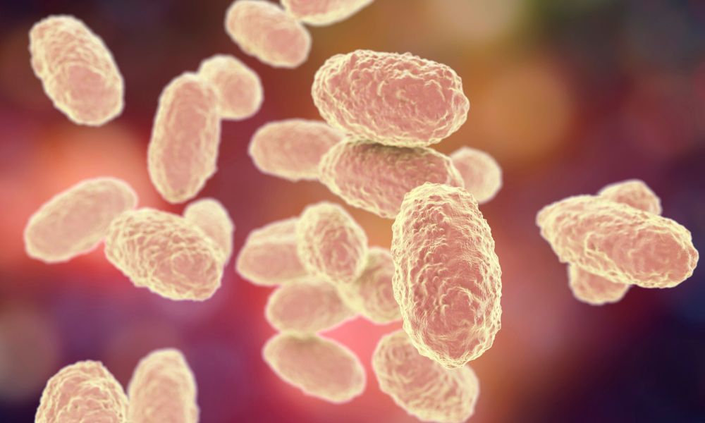  Baktéria Bordetella pertussis spôsobujúca čierny kašeľ pod mikroskopom