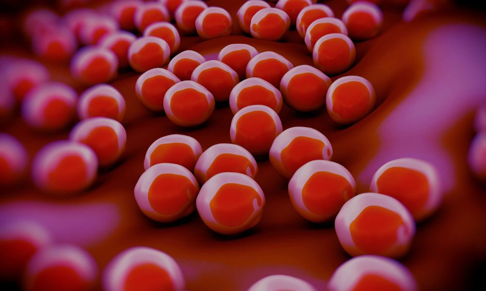  Staphylococcus aureus – 3D ilustrácia baktérií zlatého stafylokoka pod mikroskopom.