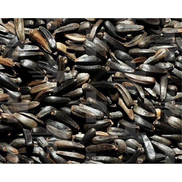 Versele Laga Niger krmné semeno pro okrasné ptactvo 20 kg