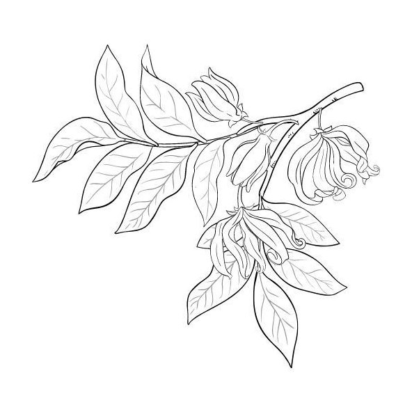 Alteya 100% BIO ylang-ylang olej 10 ml
