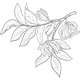 Alteya 100% BIO ylang-ylang olej 10 ml