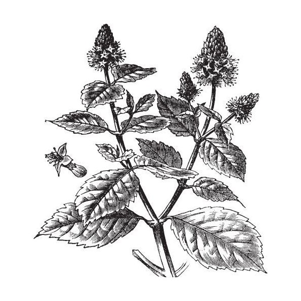 Alteya 100% BIO pačuli olej 5 ml