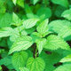 Aroma Nettle šampon na mastné vlasy 400 ml