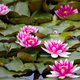 Aroma Water Lily krém na ruce 75 ml