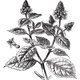 Alteya 100% BIO pačuli olej 10 ml