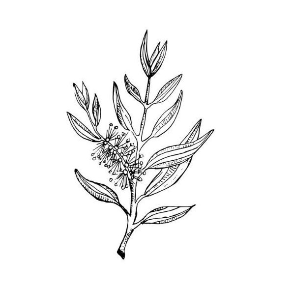Alteya 100% BIO tea tree olej 50 ml
