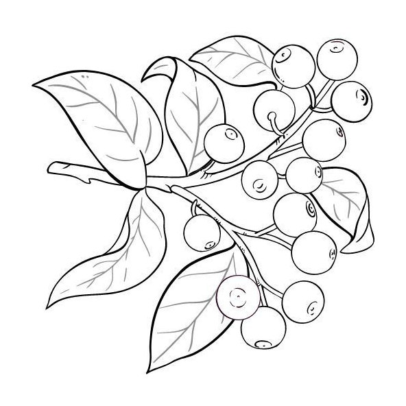 Alteya 100% BIO santalový olej 5 ml