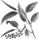 Alteya 100% BIO May Chang olej 5 ml