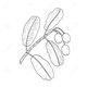 Alteya 100% BIO tamanu olej 50 ml