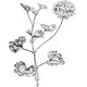Alteya 100% BIO rose geranium olej 5 ml