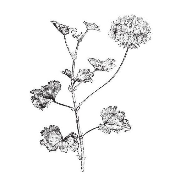 Alteya 100% BIO Rose Geranium olej 10 ml
