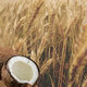 Aroma Wheat & Coconut Milk šampon na lámavé vlasy a konečky 400 ml