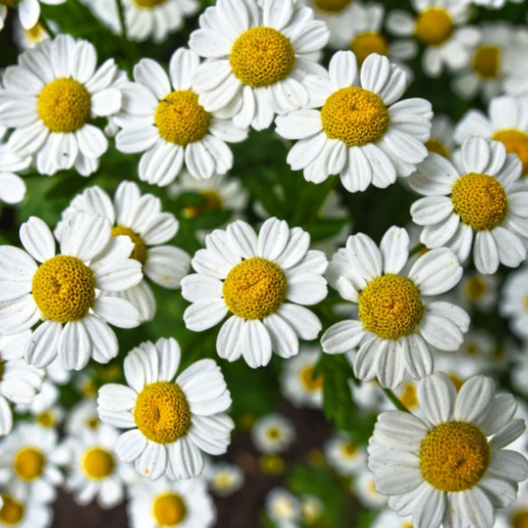 Aroma Chamomile kondicionér pro všechny typy vlasů 400 ml