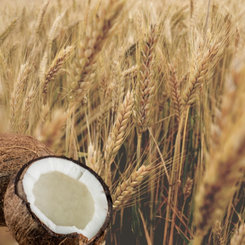 Aroma Wheat & Coconut Milk kondicionér na poškozené vlasy 400 ml