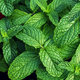 Aroma Cool Menthol krém na nohy 75 ml