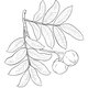 Alteya 100% BIO andiroba olej 50 ml