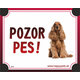 HP cedulka POZOR PES – americký kokršpaněl