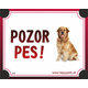 HP cedulka POZOR PES – zlatý retrívr