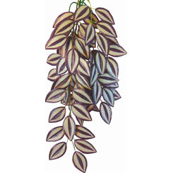 Happet plastová rostlina do terária Tradescantia Zebrina 50 cm