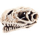 AQUA NOVA akvarijní dekorace Lebka dinosaura 14 cm